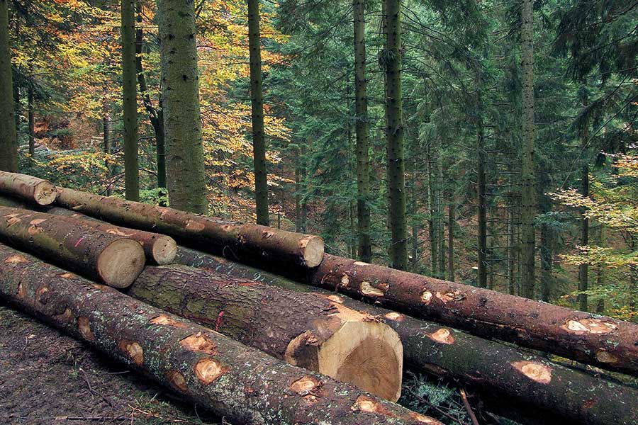 Ein Plädoyer für mehr Holzbau © Rainer Sturm / pixelio.de