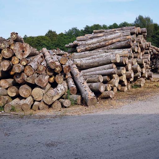 Der Weg zur fertigen Holzpalette führt bei Košćal über Baumstämme, die als Rohmaterial gekauft werden. In der Produktion werden sie mit Bandsägen und Mehrblattsägen zugeschnitten und anschließend in der Montage großteils automatisiert zusammengebaut.
