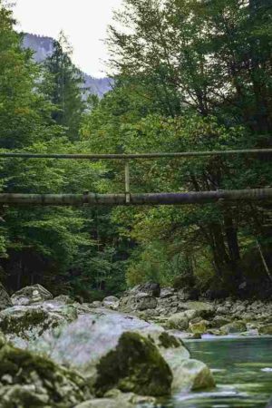 „Woche des Waldes“