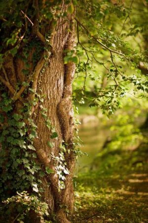 wald_100 wald_100
