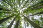 Seit Ende 2023 ist die Hackgut Winter GmbH, Teil der Wintergroup, nach dem SURE-EU System zertifiziert. (c) Winter