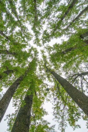 Seit Ende 2023 ist die Hackgut Winter GmbH, Teil der Wintergroup, nach dem SURE-EU System zertifiziert. (c) Winter